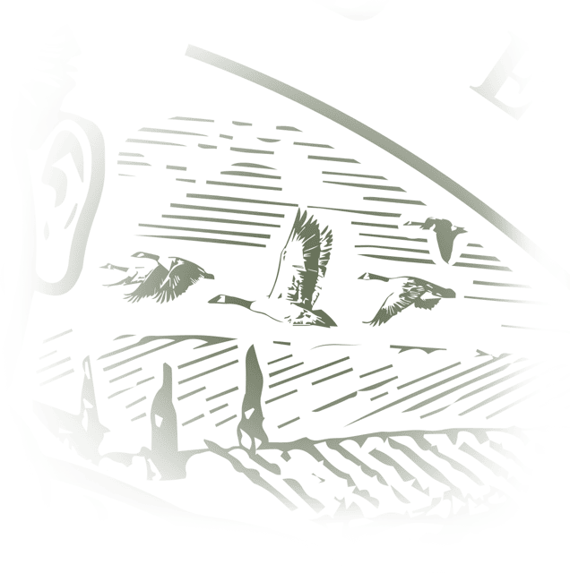 Illustration d'une bernache du Canada
