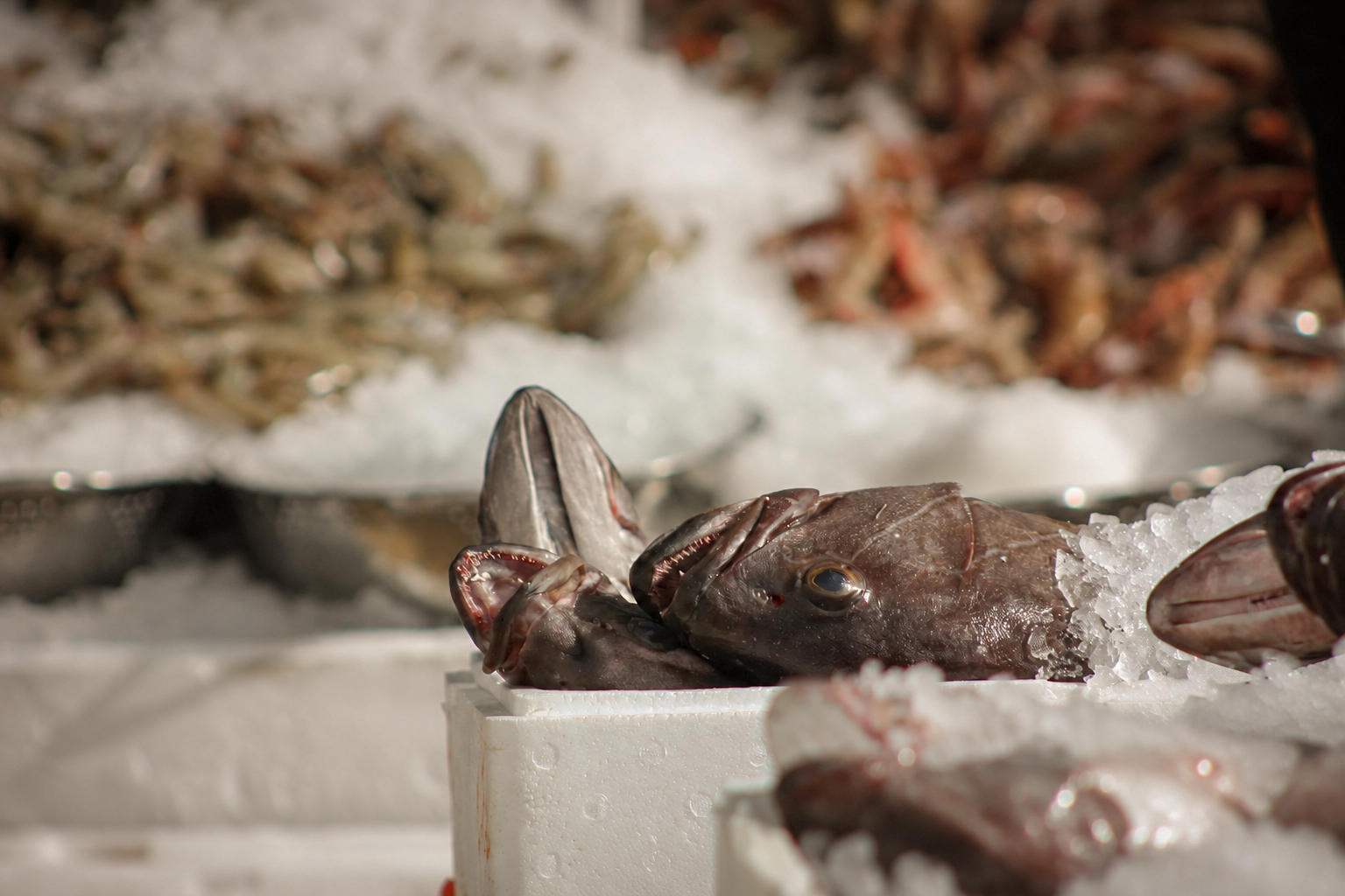 Poissons et crevettes sur la glace, à l'étal