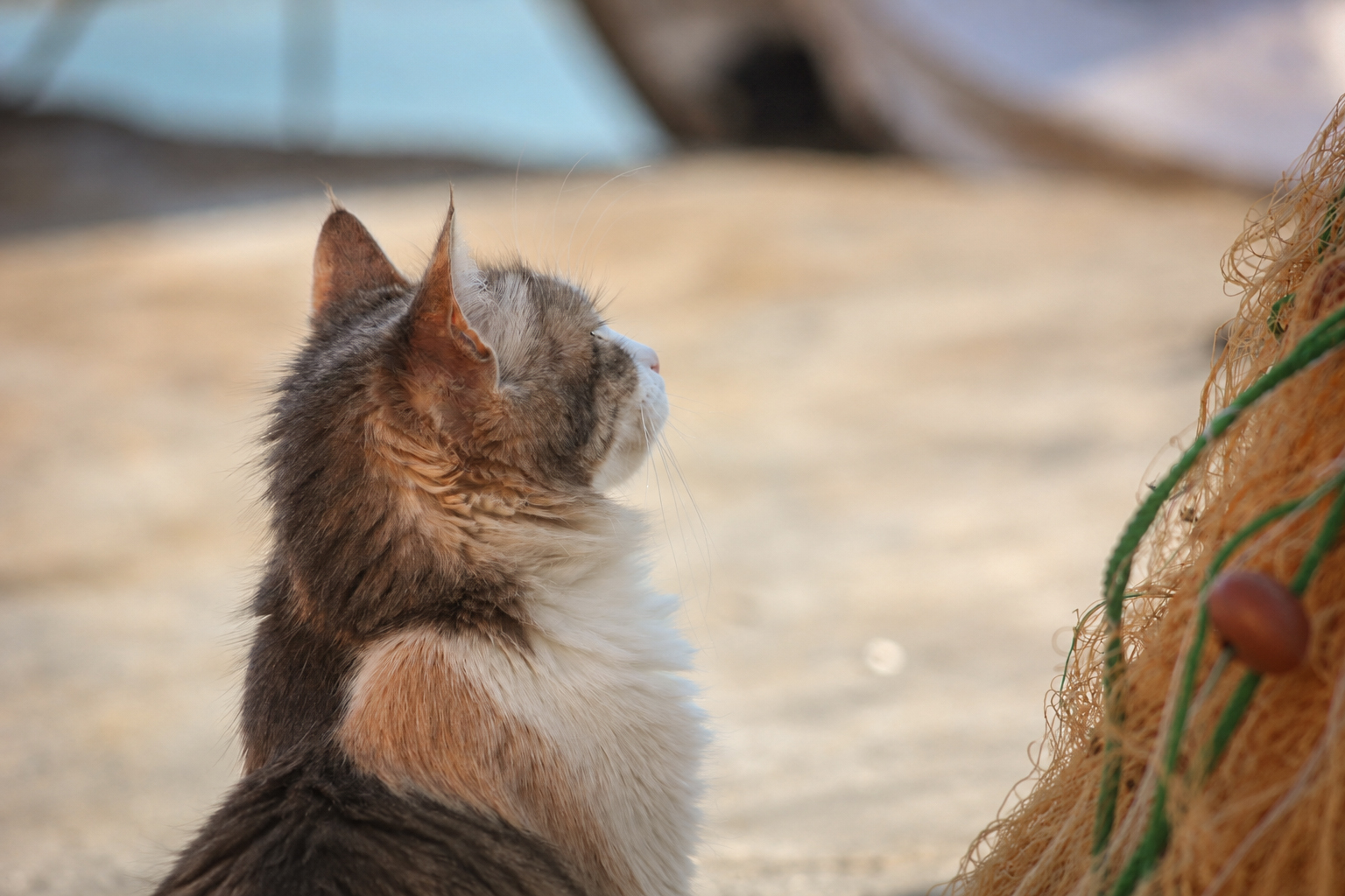 Un chat du port qui observe les pêcheurs au travail