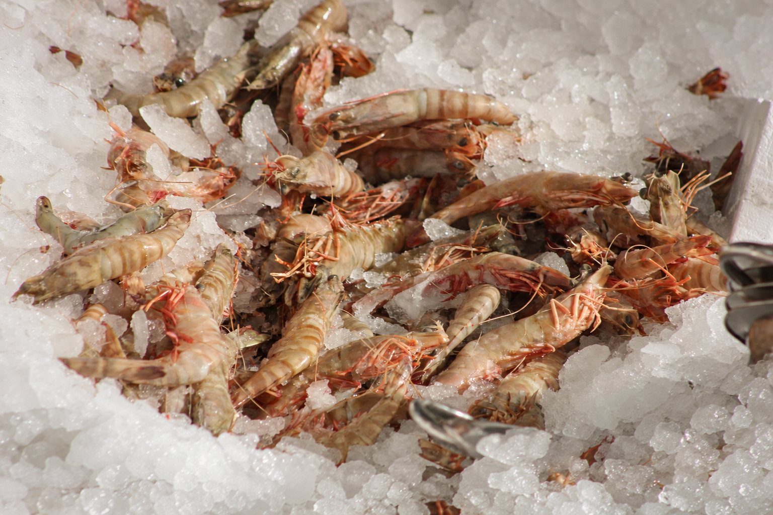 Des crevettes fraîches sur la glace pilée