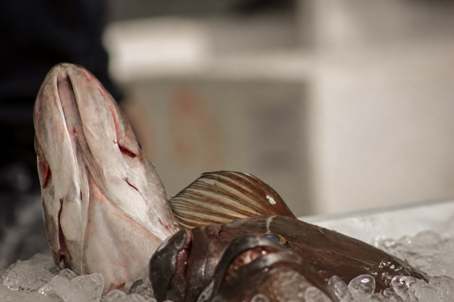 Un gros poisson sur la glace, en gros plan