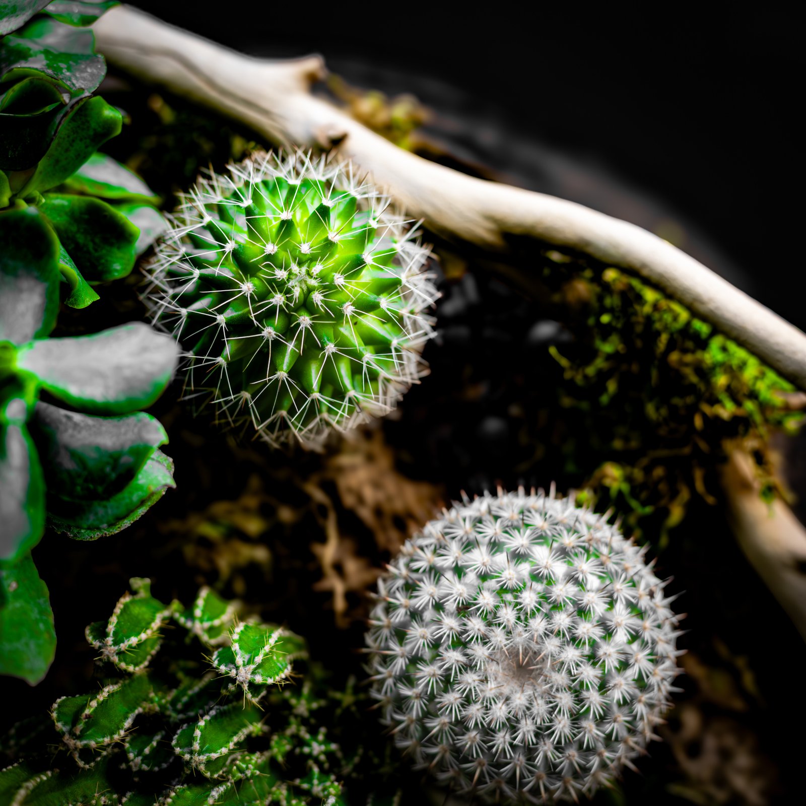 Kokedama — boules de mousse
